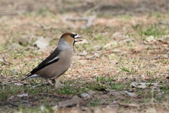 Hawfinch Akigase Park Mon, 2/12/2024