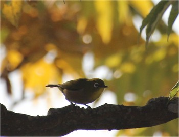 Warbling White-eye 静岡県伊東市富戸 Tue, 11/27/2018