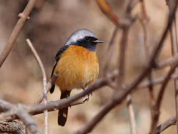 Daurian Redstart 多摩川台公園 Wed, 2/14/2024