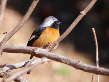 Daurian Redstart 多摩川台公園 Wed, 2/14/2024