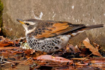 Dusky Thrush 創造の森(山梨県) Sat, 2/17/2024