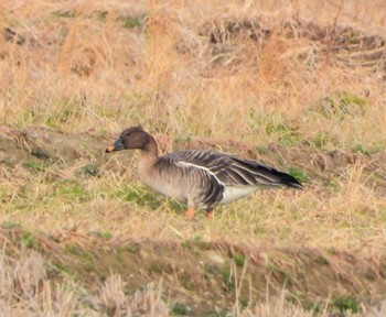 Tundra Bean Goose Unknown Spots Sat, 1/20/2024