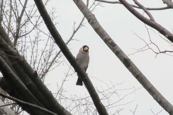 Japanese Grosbeak Musashino-no-mori Park Sat, 2/17/2024