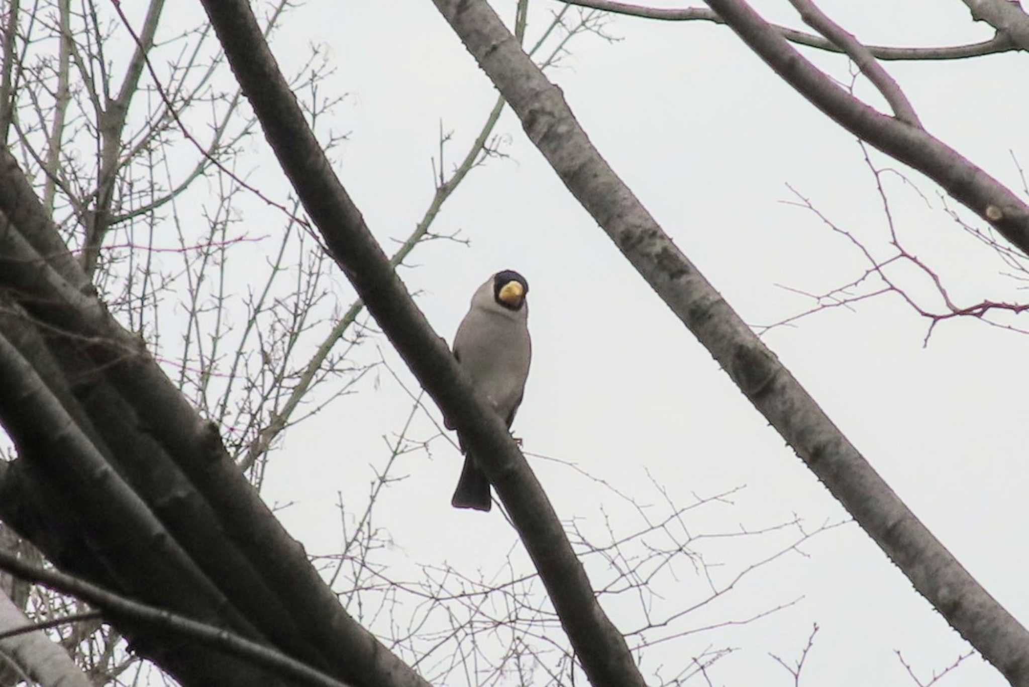 Photo of Japanese Grosbeak at Musashino-no-mori Park by ashi