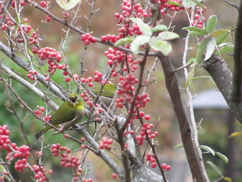 Warbling White-eye 静岡県伊東市富戸 Fri, 12/1/2017