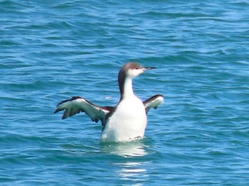 2024年2月18日(日) 海の中道海浜公園の野鳥観察記録