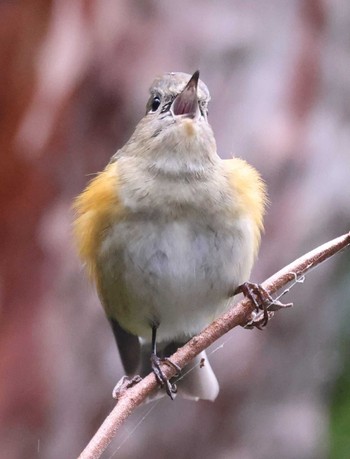 Red-flanked Bluetail Mikiyama Forest Park Fri, 2/23/2024