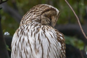 フクロウ 井の頭公園 2024年2月23日(金)