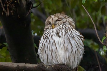 フクロウ 井の頭公園 2024年2月23日(金)