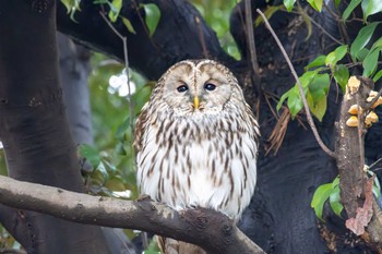 フクロウ 井の頭公園 2024年2月23日(金)