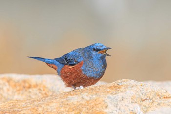 Blue Rock Thrush 魚住海岸 Fri, 1/26/2024