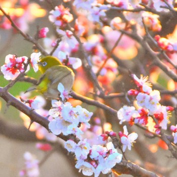 Warbling White-eye Kasai Rinkai Park Sat, 2/24/2024