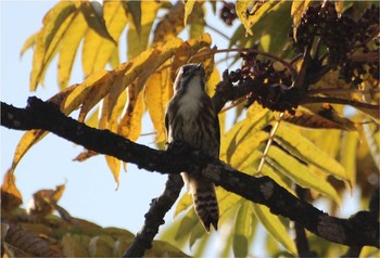 Japanese Pygmy Woodpecker 静岡県伊東市富戸 Wed, 11/28/2018