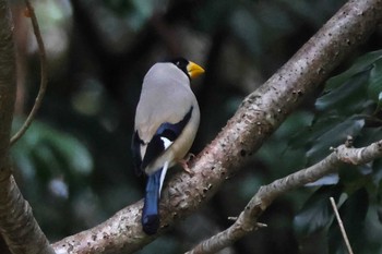 イカル ロクハ公園(滋賀県草津市) 2024年2月22日(木)