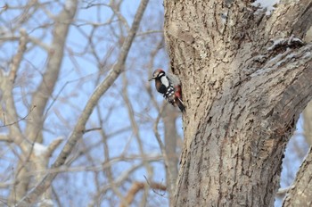 Great Spotted Woodpecker Unknown Spots Sat, 2/24/2024