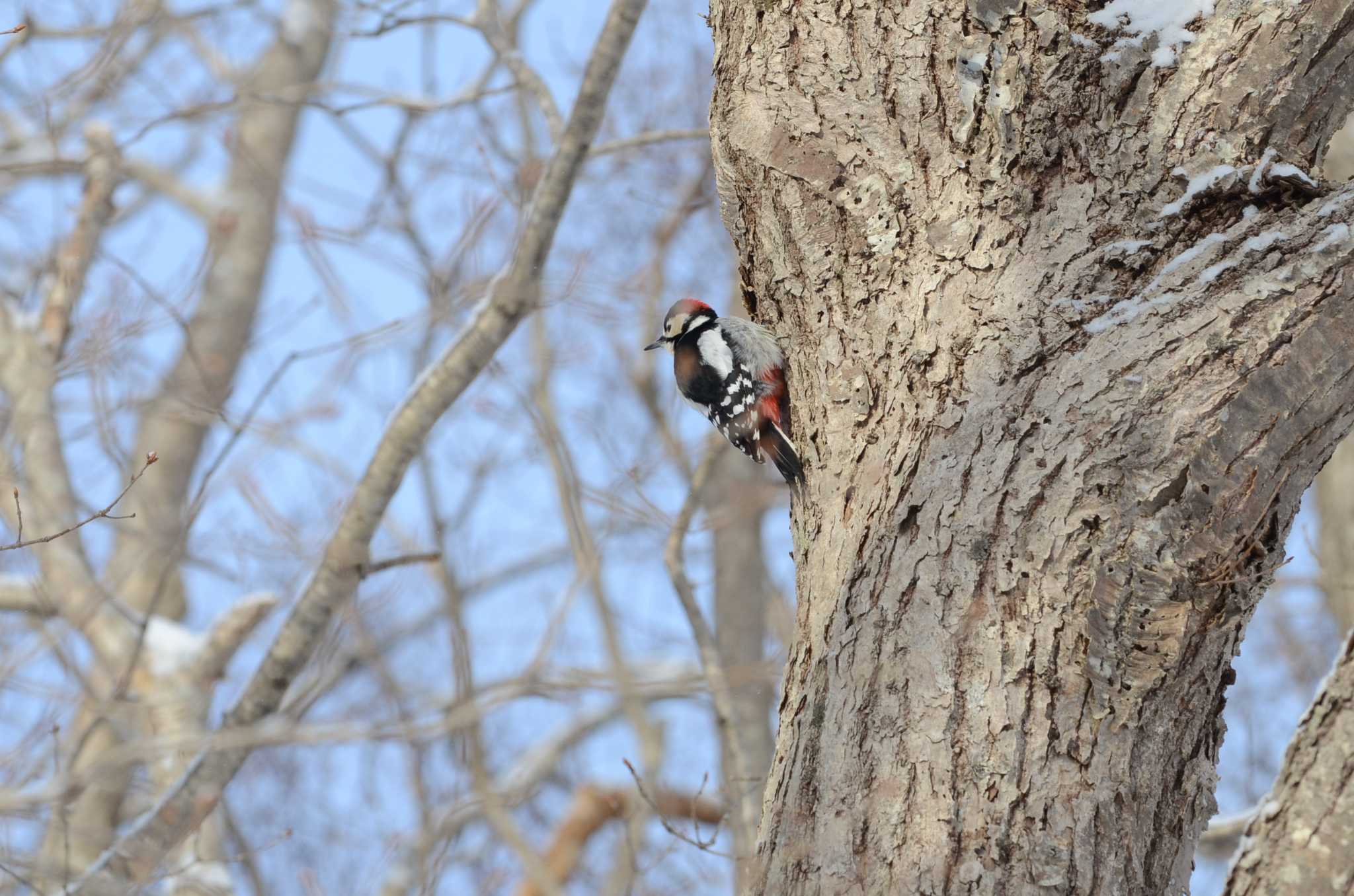 Photo of Great Spotted Woodpecker at  by J