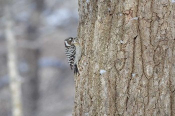 Japanese Pygmy Woodpecker Unknown Spots Sat, 2/24/2024