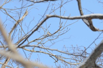 Long-tailed tit(japonicus) Unknown Spots Sat, 2/24/2024