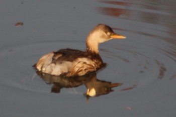 Wed, 11/28/2018 Birding report at Shinjuku Gyoen National Garden