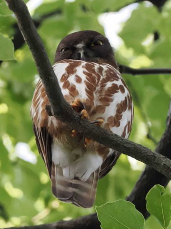 Mon, 6/12/2023 Birding report at 福岡市西区