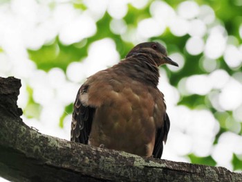 2023年6月12日(月) 糸島市(福岡県)の野鳥観察記録