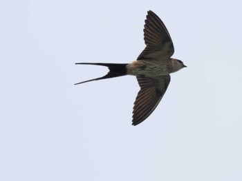 Red-rumped Swallow 糸島市(福岡県) Mon, 6/12/2023