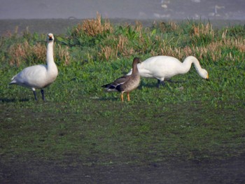 Greater White-fronted Goose 多々良沼 Sat, 2/24/2024