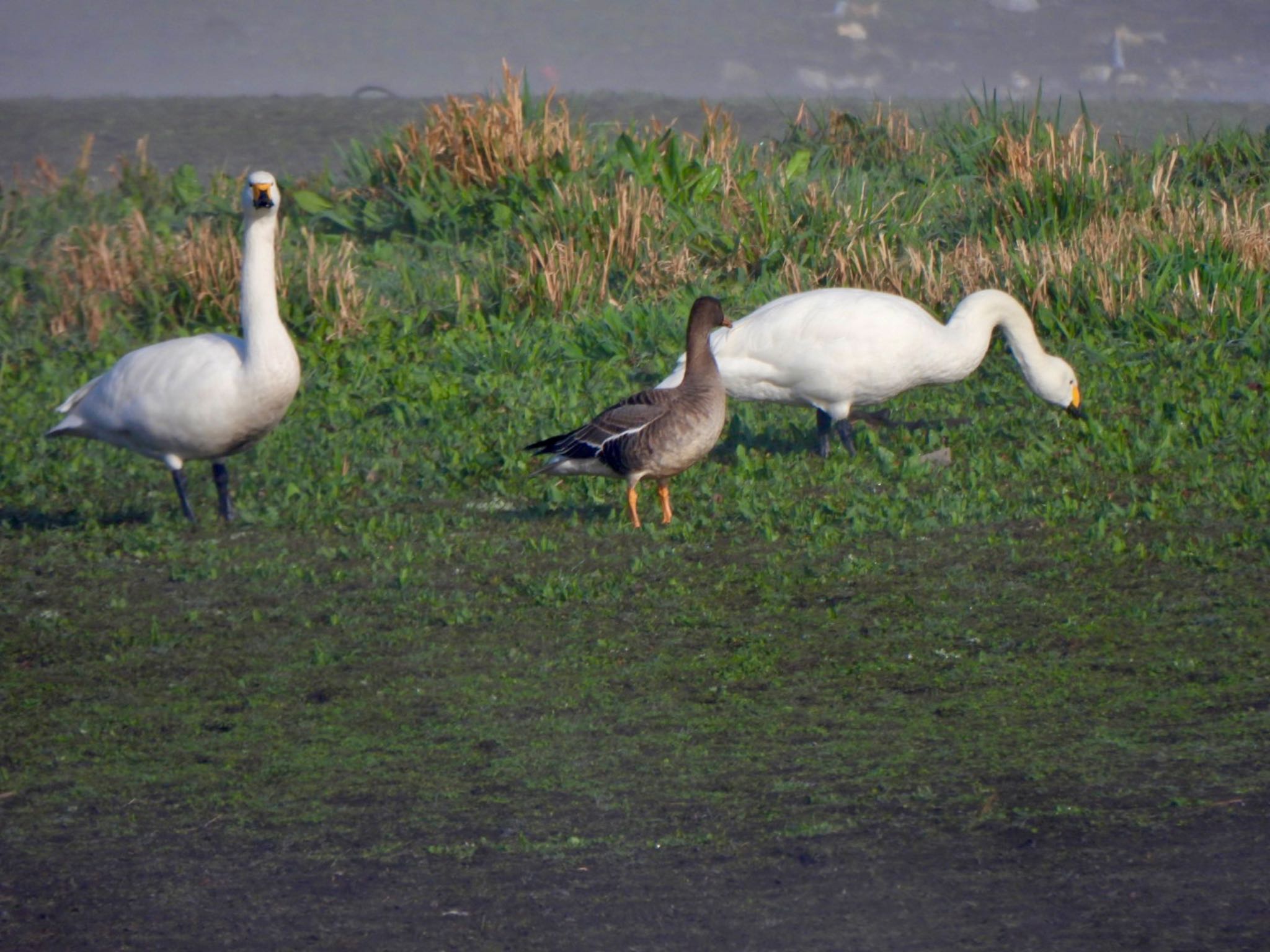 Greater White-fronted Goose