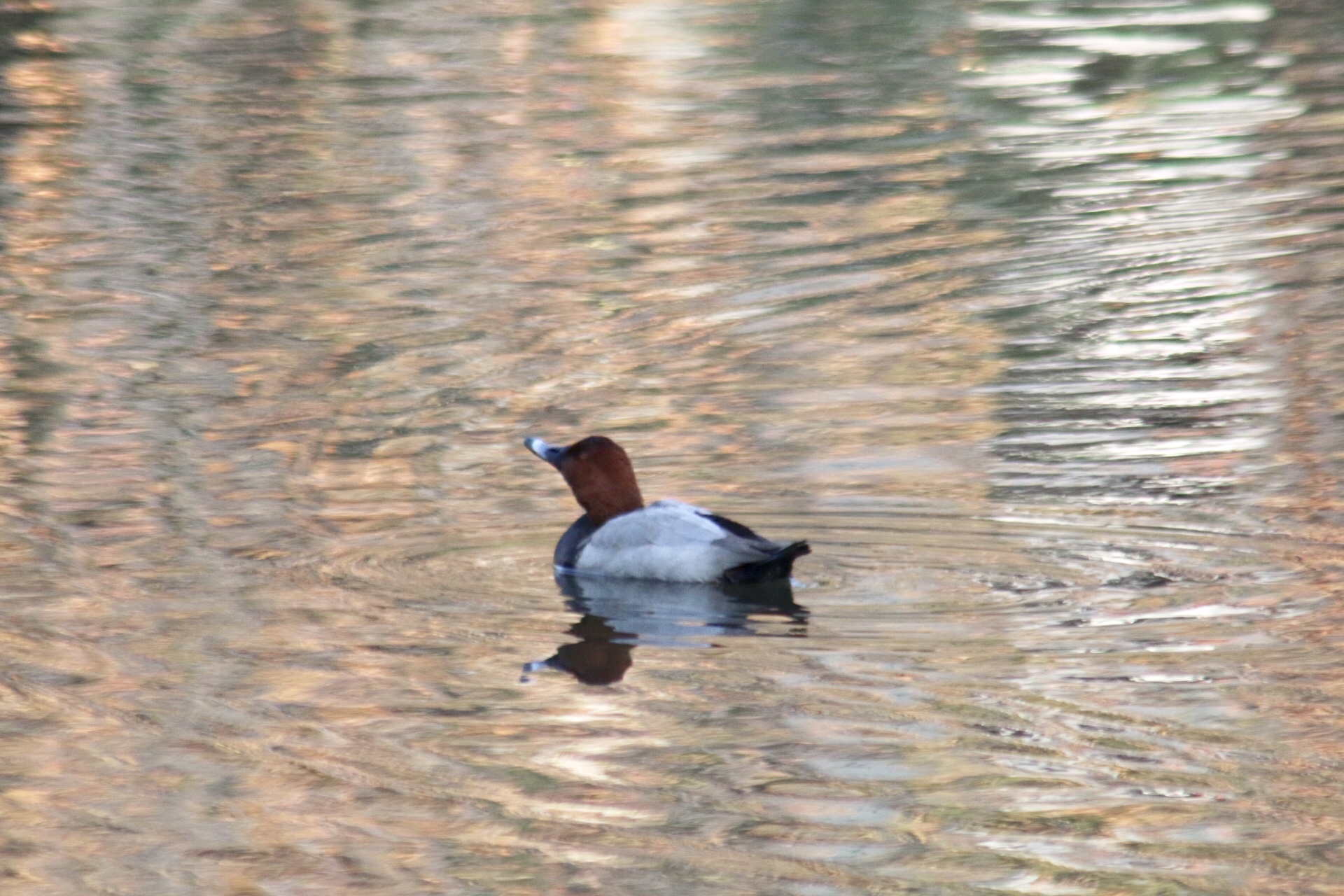 Common Pochard