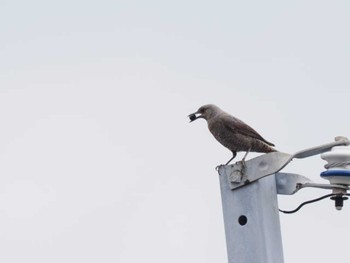 2023年6月11日(日) 福岡市西区の野鳥観察記録