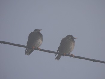 White-cheeked Starling 多々良沼 Sat, 2/24/2024