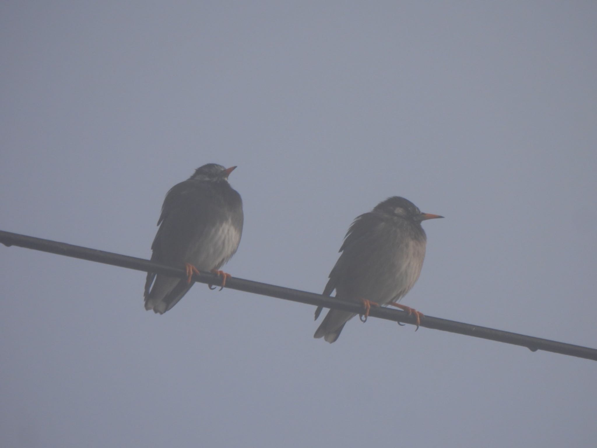 White-cheeked Starling