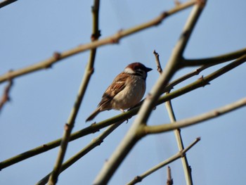 Eurasian Tree Sparrow 多々良沼 Sat, 2/24/2024