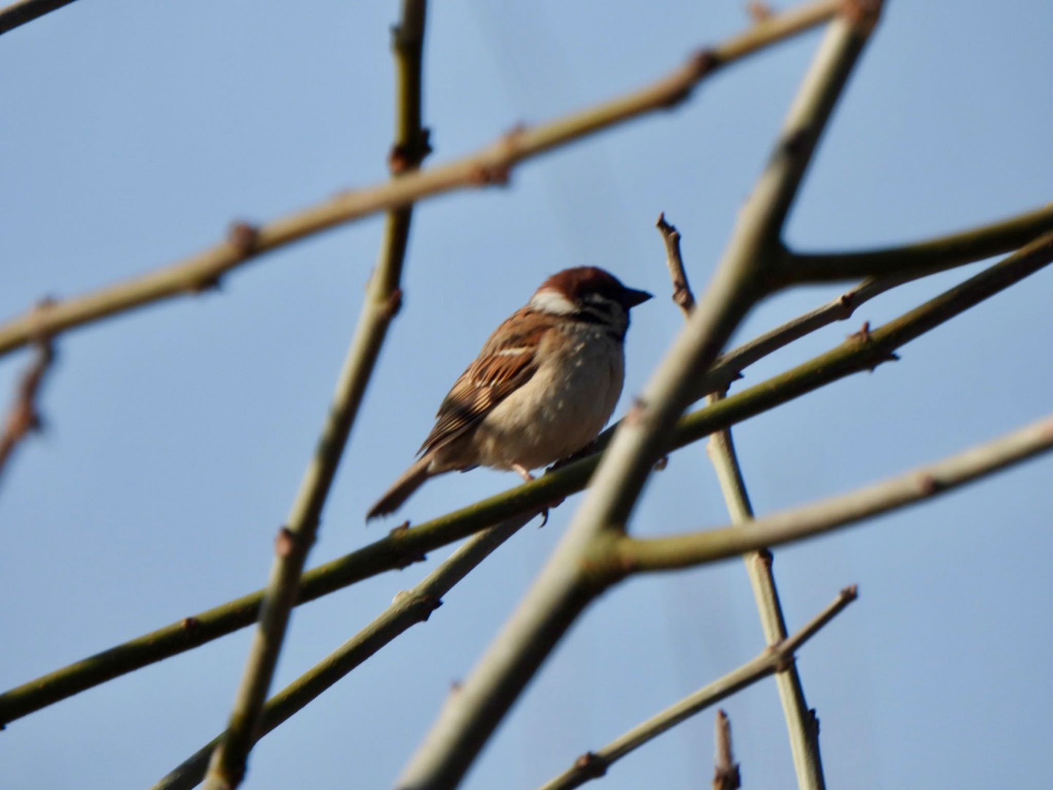 Eurasian Tree Sparrow