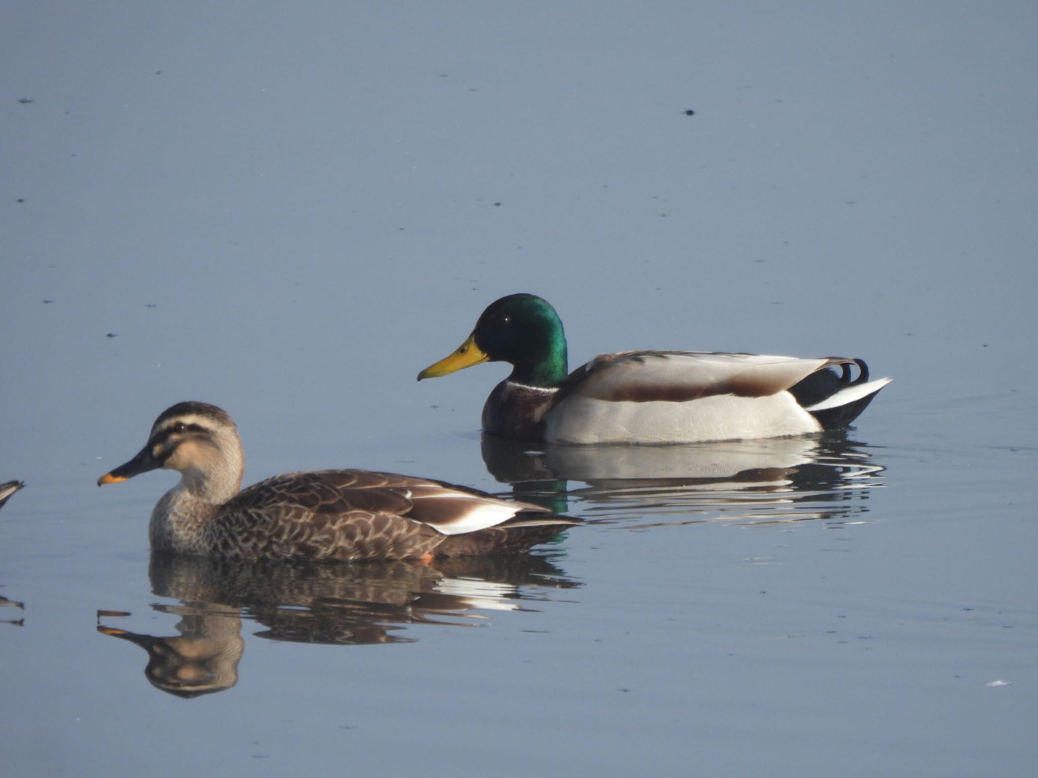 Mallard