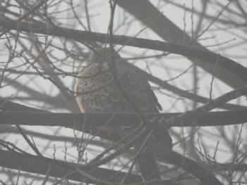 Oriental Turtle Dove 多々良沼 Sat, 2/24/2024