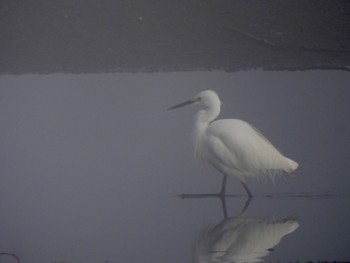 Little Egret 多々良沼 Sat, 2/24/2024