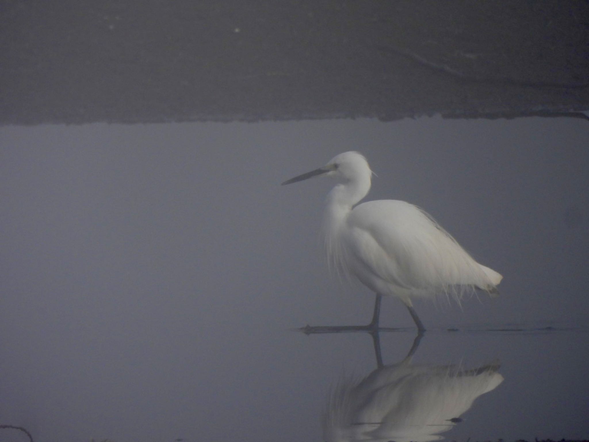 Little Egret