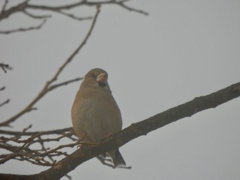 Hawfinch 多々良沼 Sat, 2/24/2024