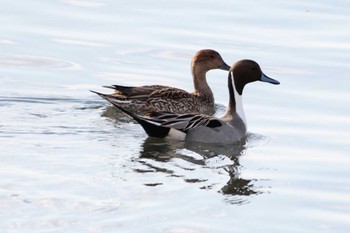 オナガガモ ふなばし三番瀬海浜公園 2024年2月10日(土)