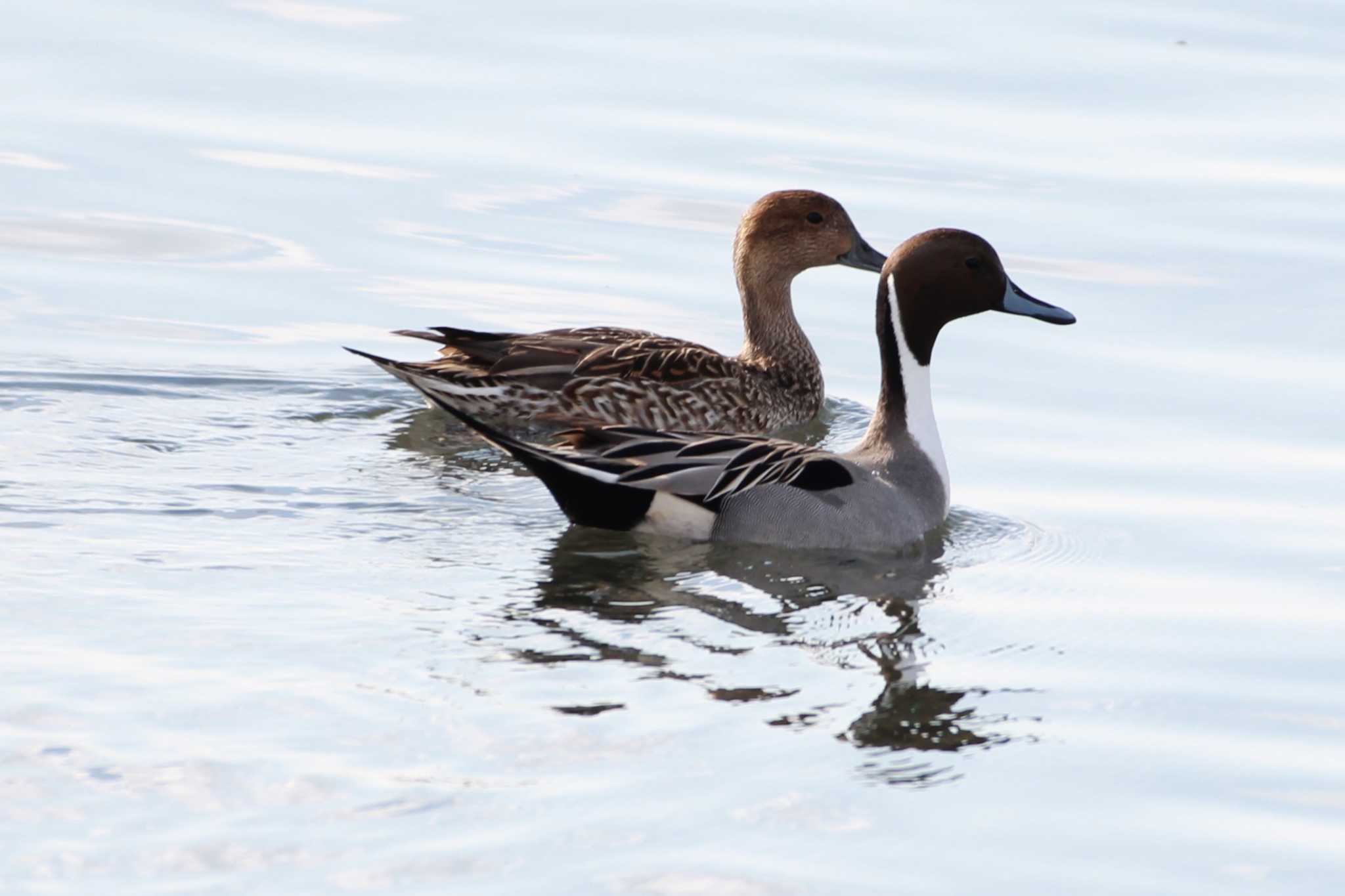 Photo of Northern Pintail at Sambanze Tideland by ちえぞう