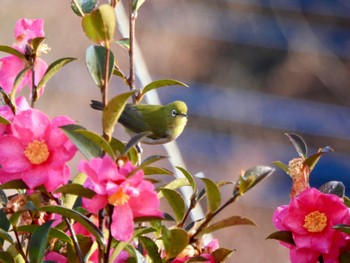 Warbling White-eye 多々良沼 Sat, 2/24/2024