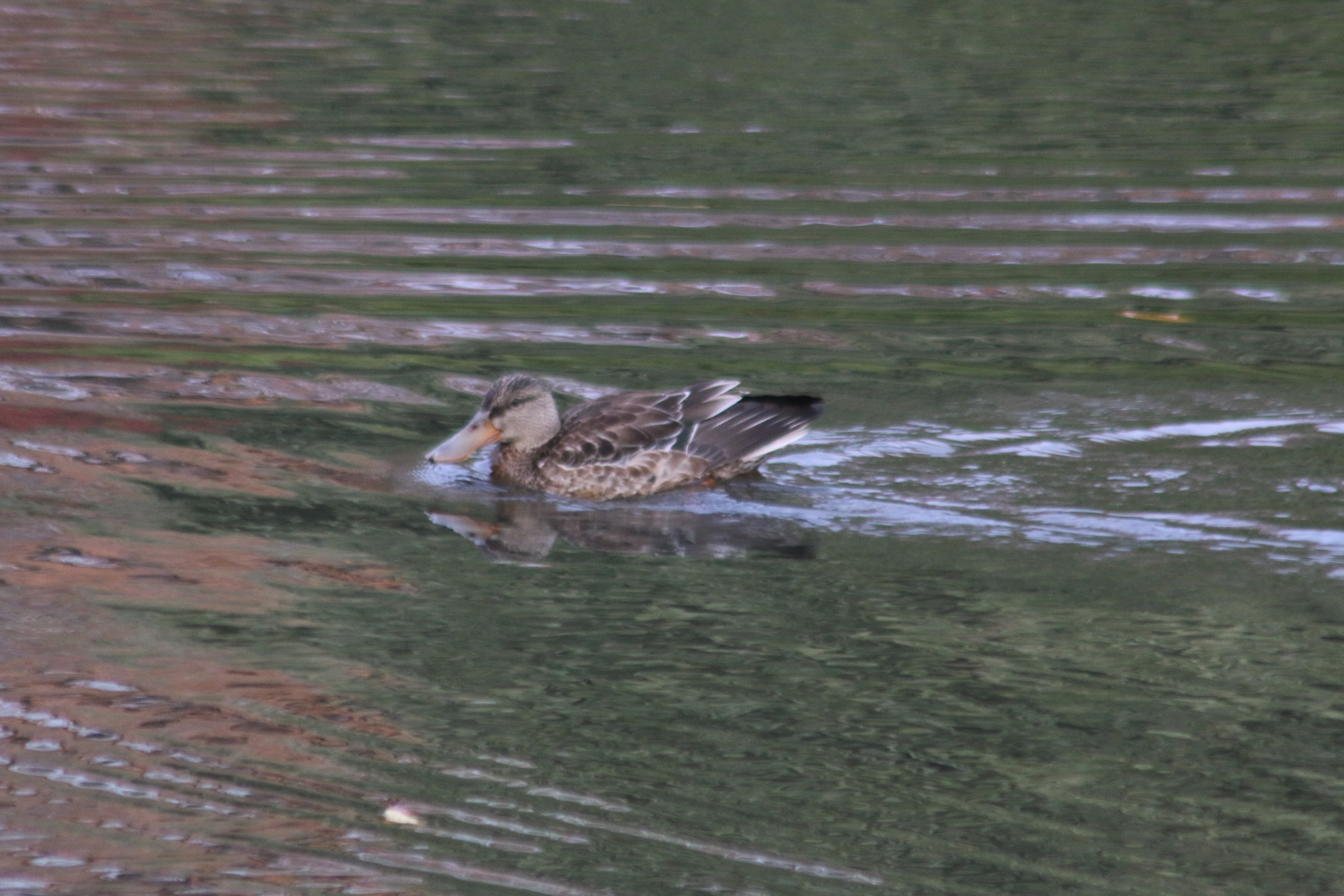 Northern Shoveler