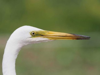 チュウサギ 大濠公園 2023年6月10日(土)