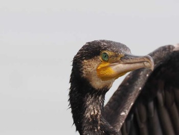 2023年6月10日(土) 大濠公園の野鳥観察記録