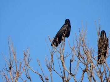 Large-billed Crow 多々良沼 Sat, 2/24/2024