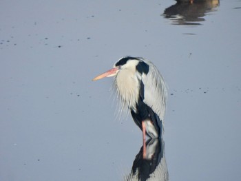 Grey Heron 多々良沼 Sat, 2/24/2024