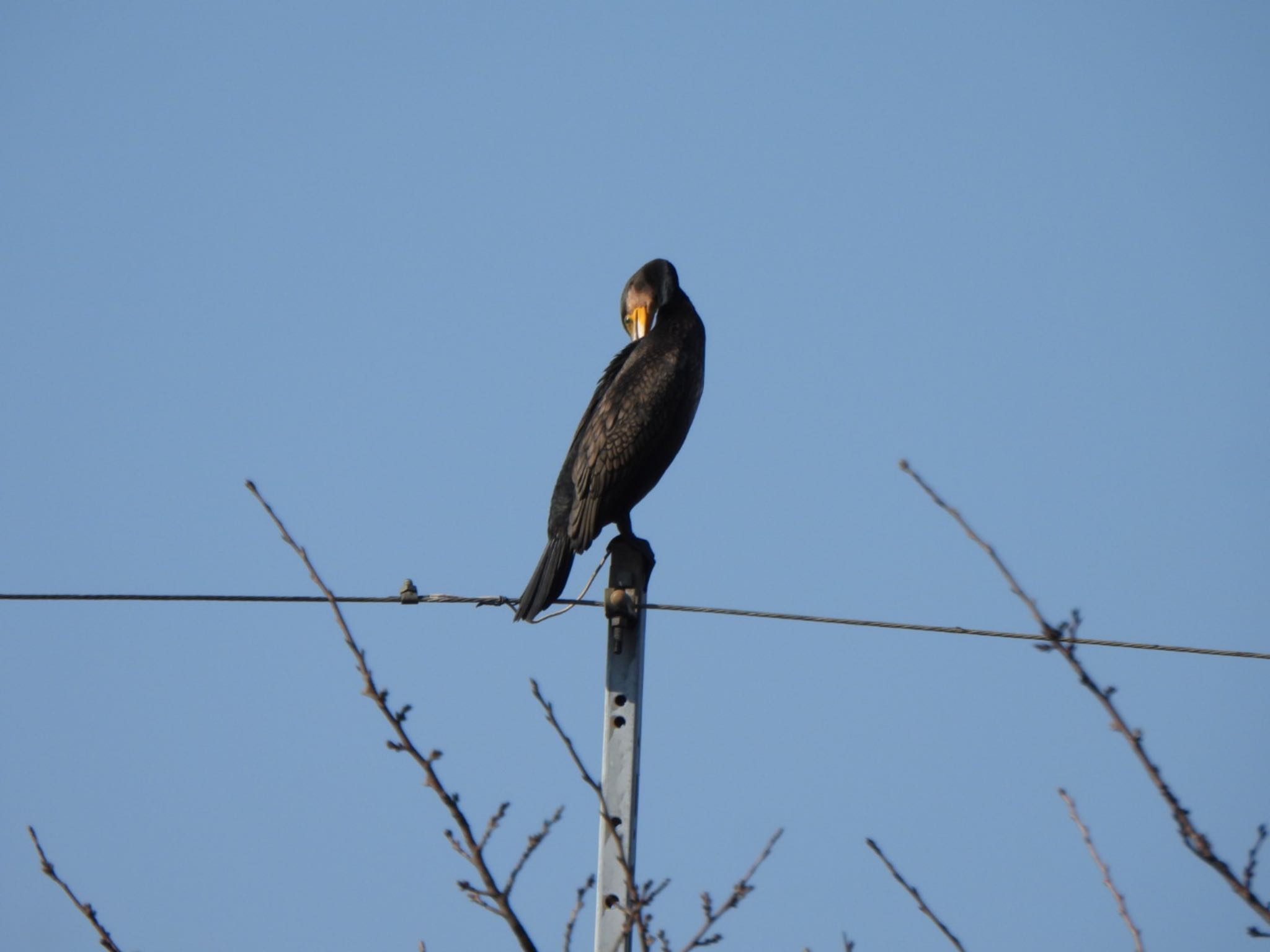 Great Cormorant