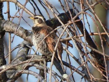 Dusky Thrush 多々良沼 Sat, 2/24/2024