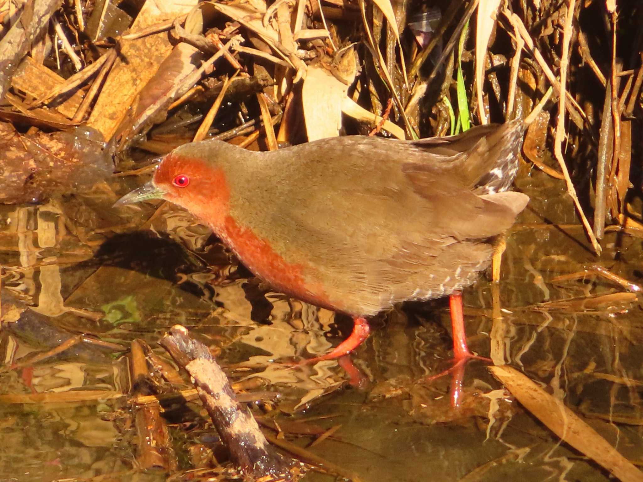 Ruddy-breasted Crake